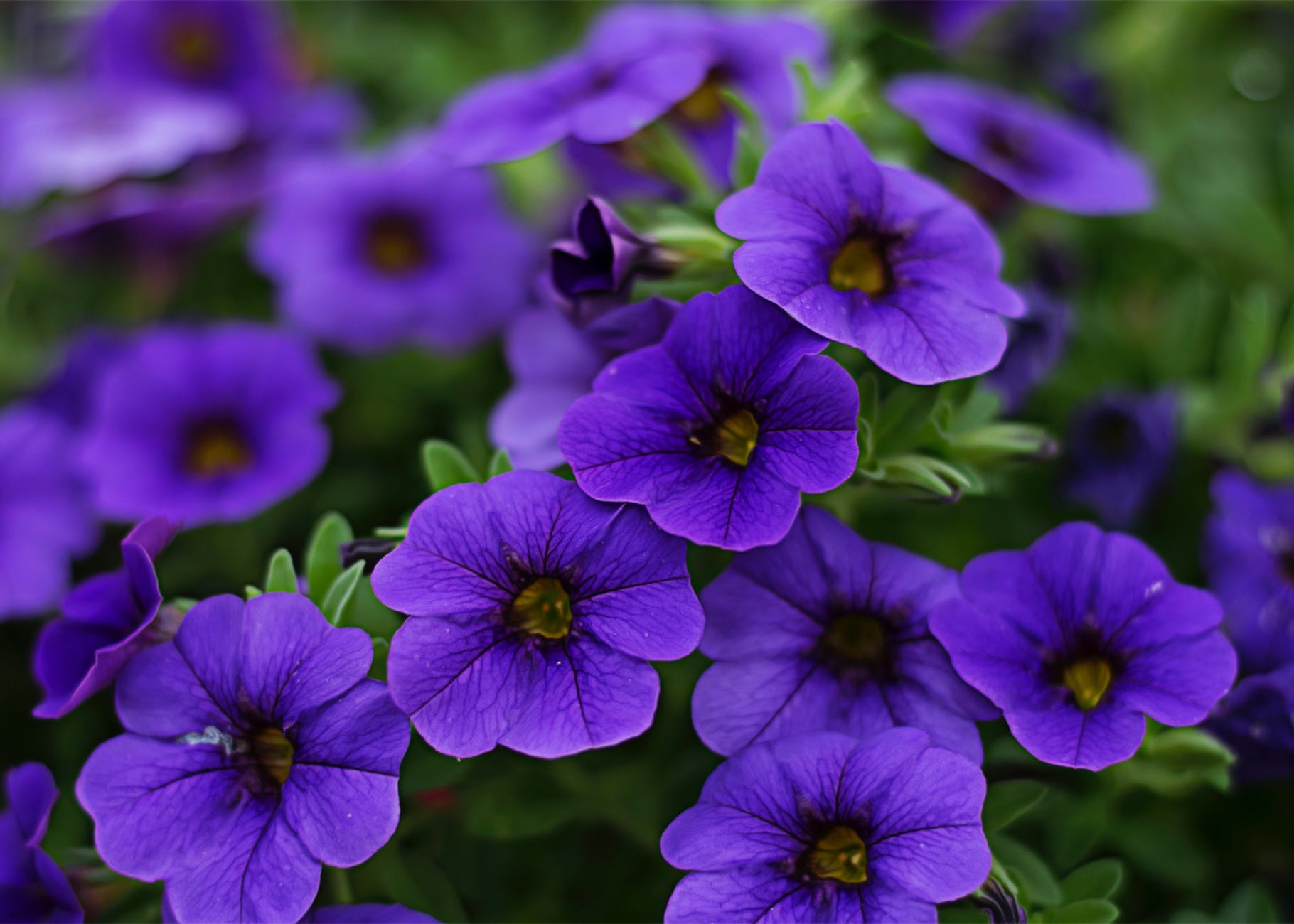 close up photography of purple petunia flowers